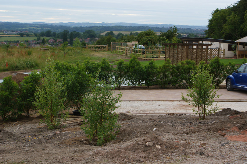 The laurel hedge around the car park is planted.