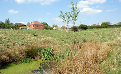Duckweed on the pond