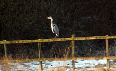 A heron visits the pond during a February snow fall.